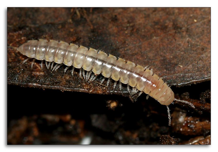 millipede-a-fg.jpg