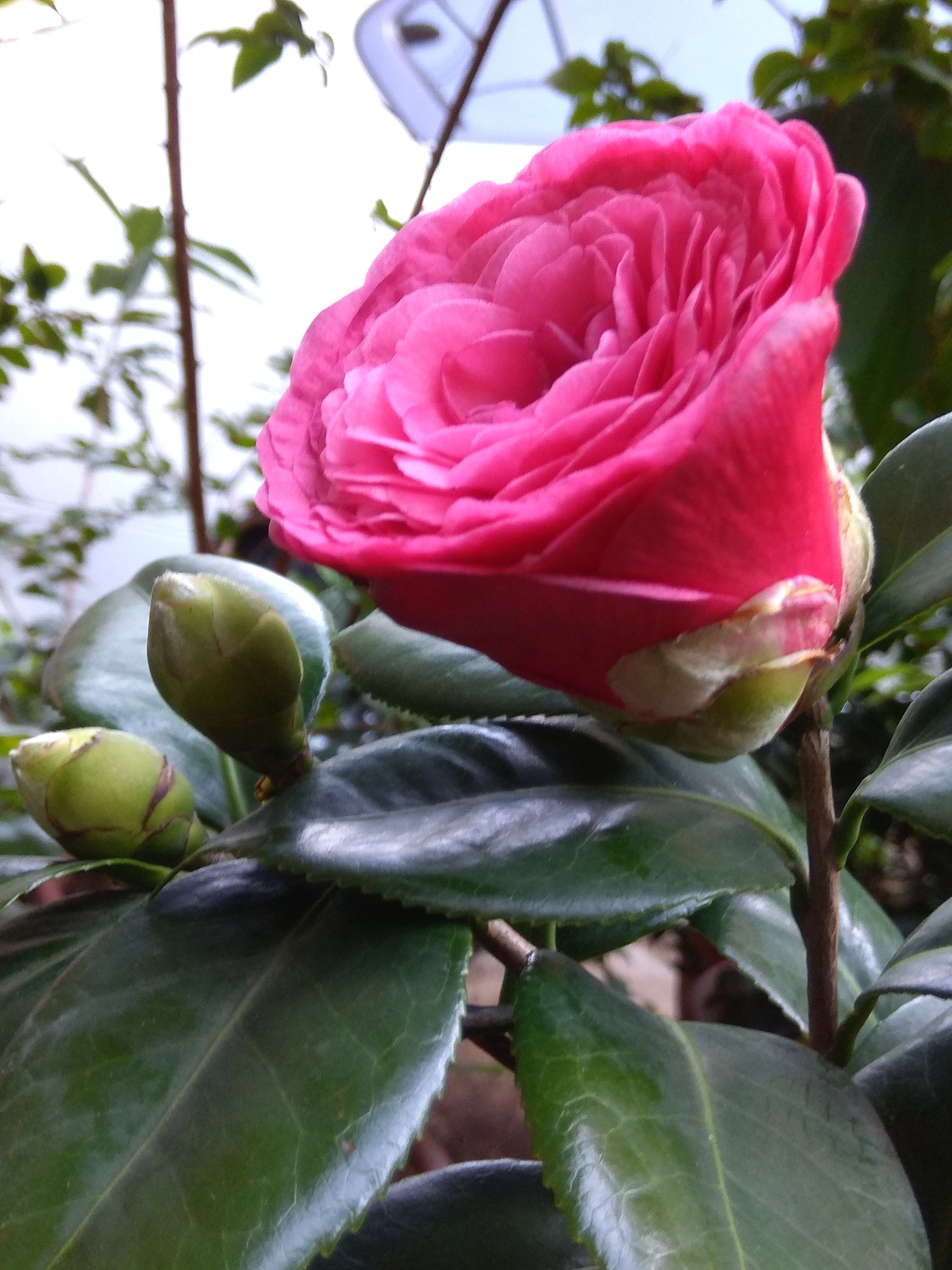 BUNGA TEH CHA HUA TAIWAN photo flower chalenges Steemit