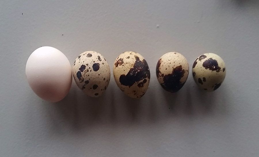 jan22quaileggs2.jpg