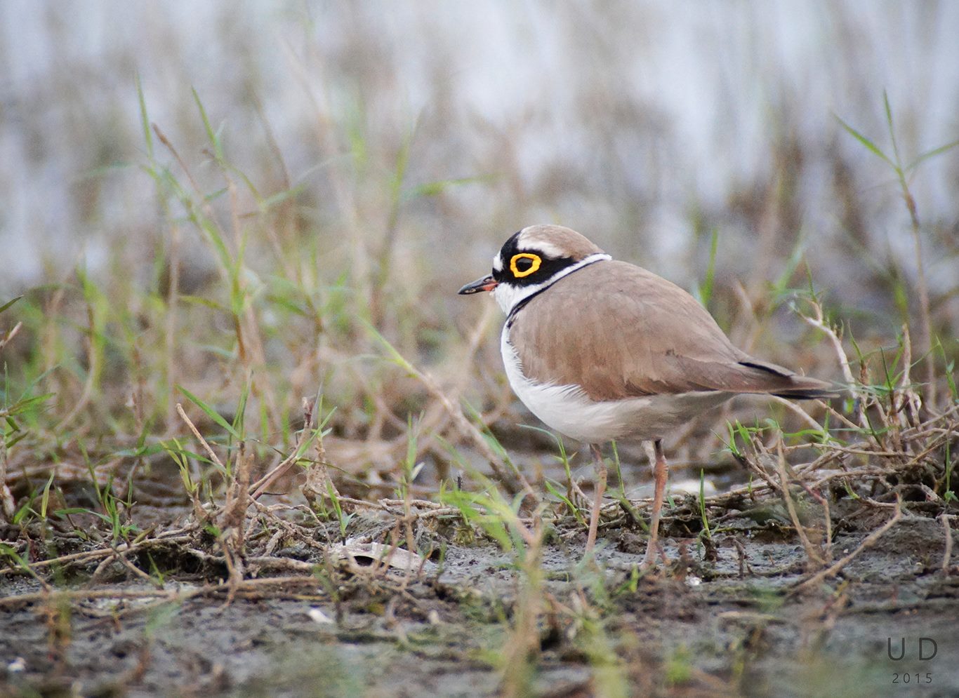 ringed plover.jpg