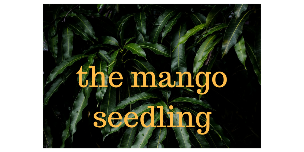 the mango seedling.png
