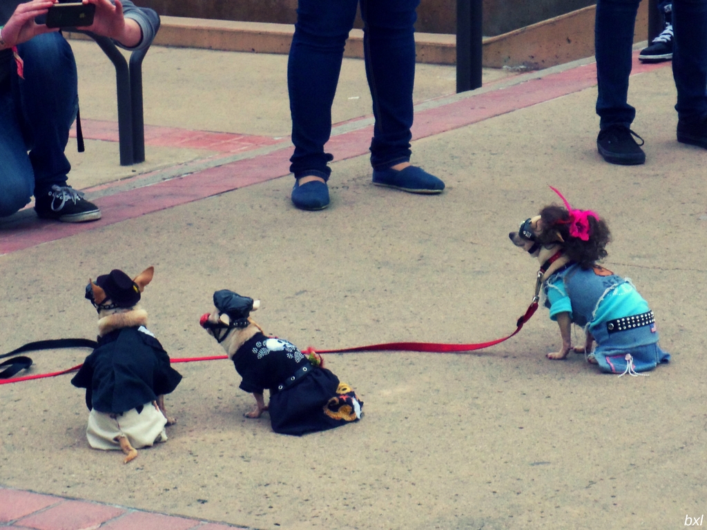 Balboa park three dogs posing animal photography bxlphabet.jpg