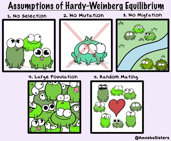 5_assumptions_of_hardy_weinberg_equilibrium manja.jpg
