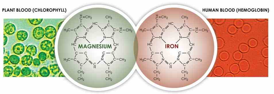 chlorophyll.jpg