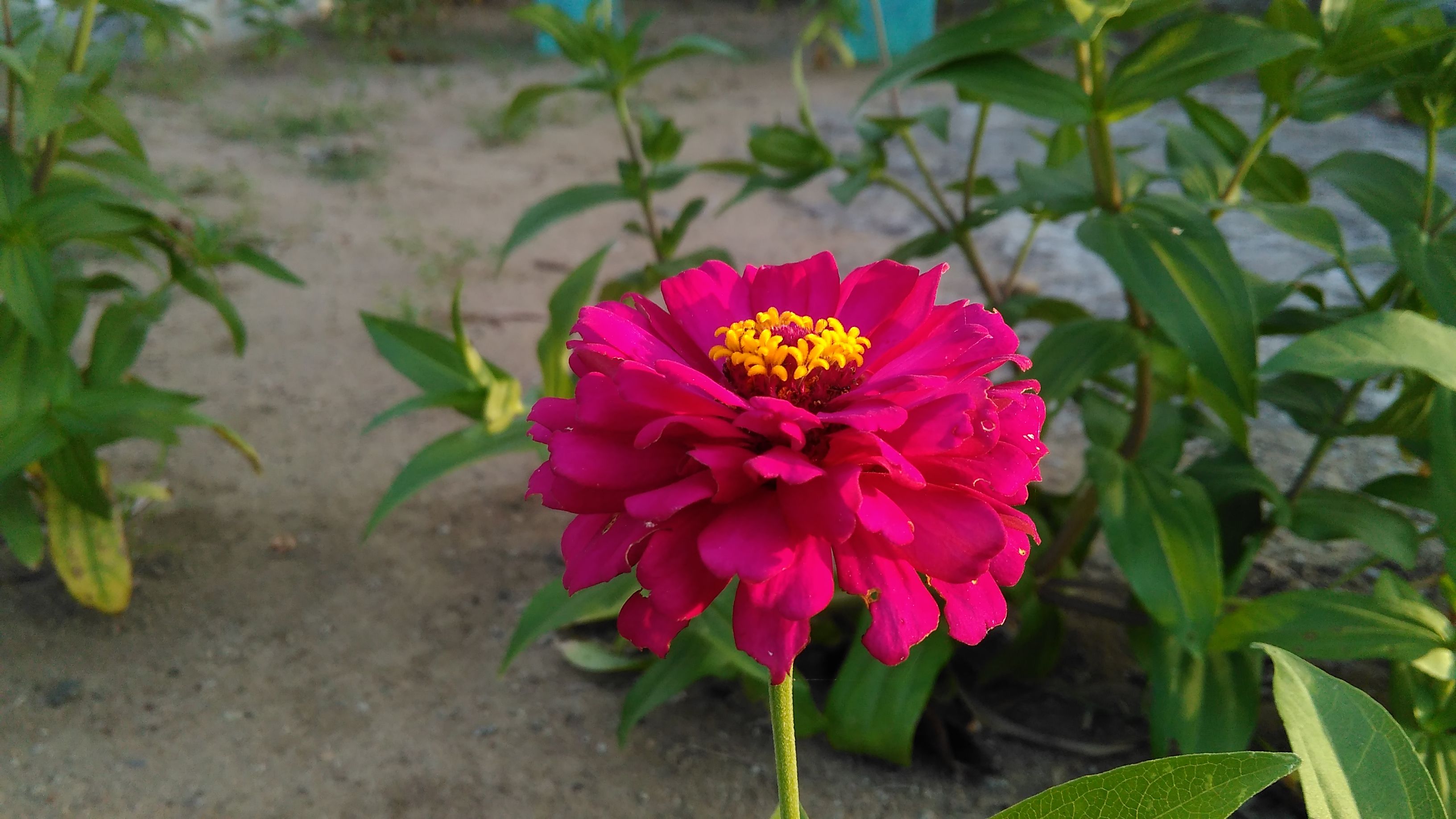 zinnia (2).jpg