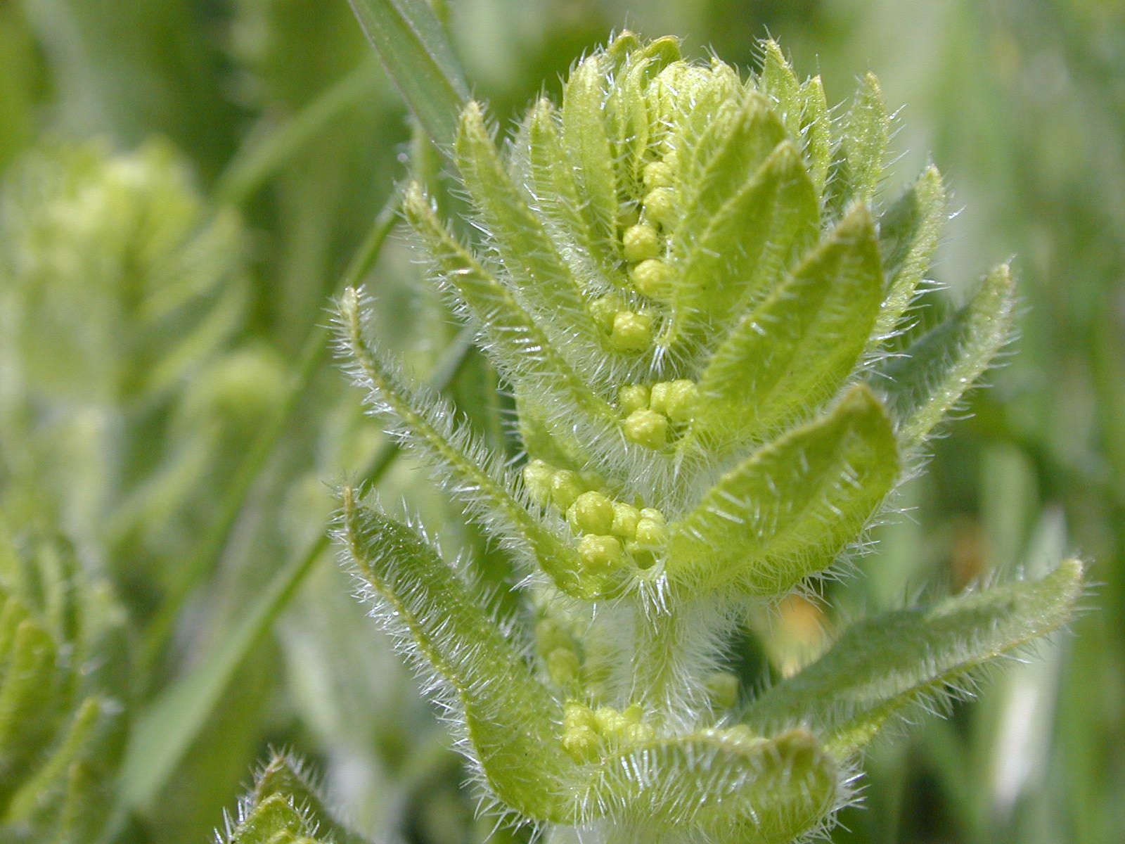 crosswort.JPG