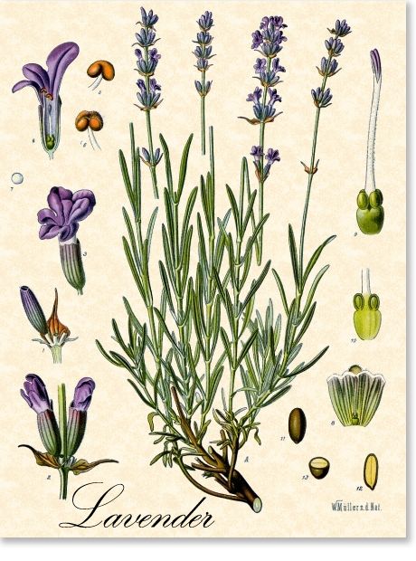 Lavanda.jpg