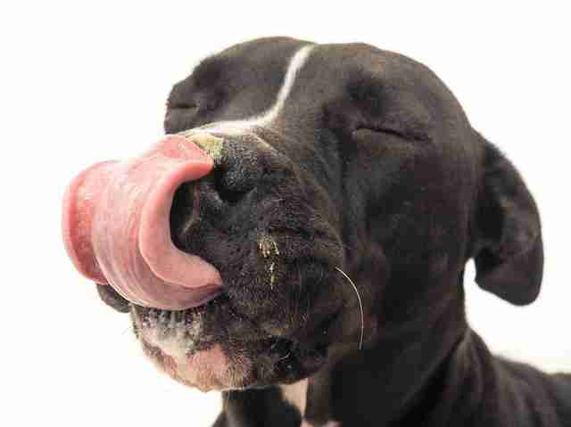 dog licking face.jpeg