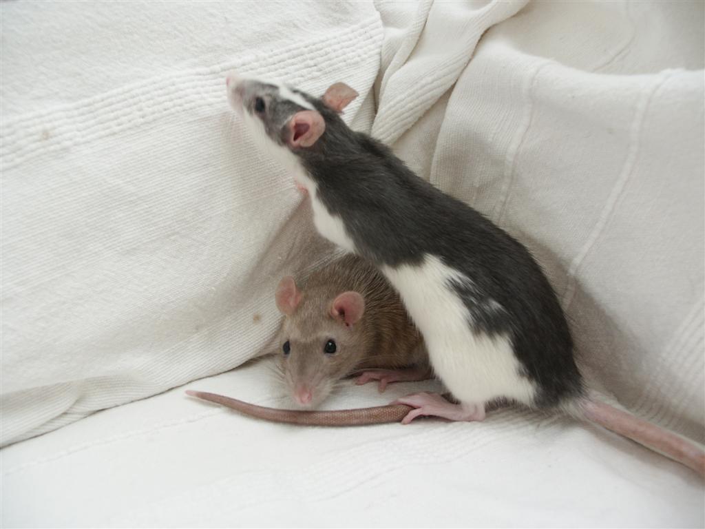 Two_Female_Pet_Rats.JPG
