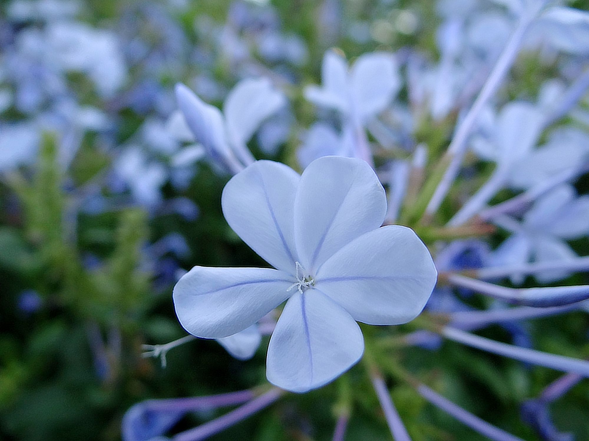 Plumbago.jpg