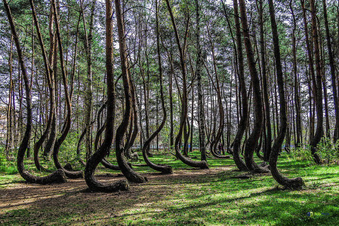 crooked-forest.jpg
