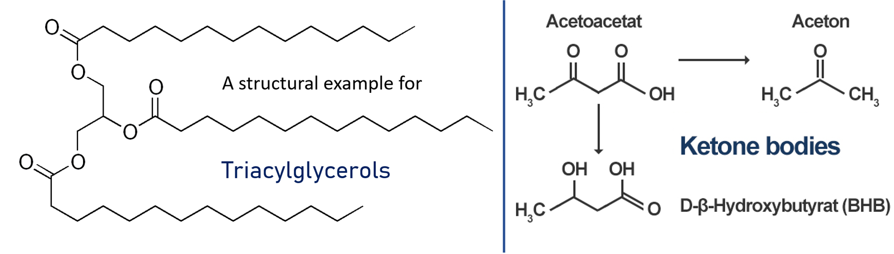 triacylglycerols-ketone-bodies.png