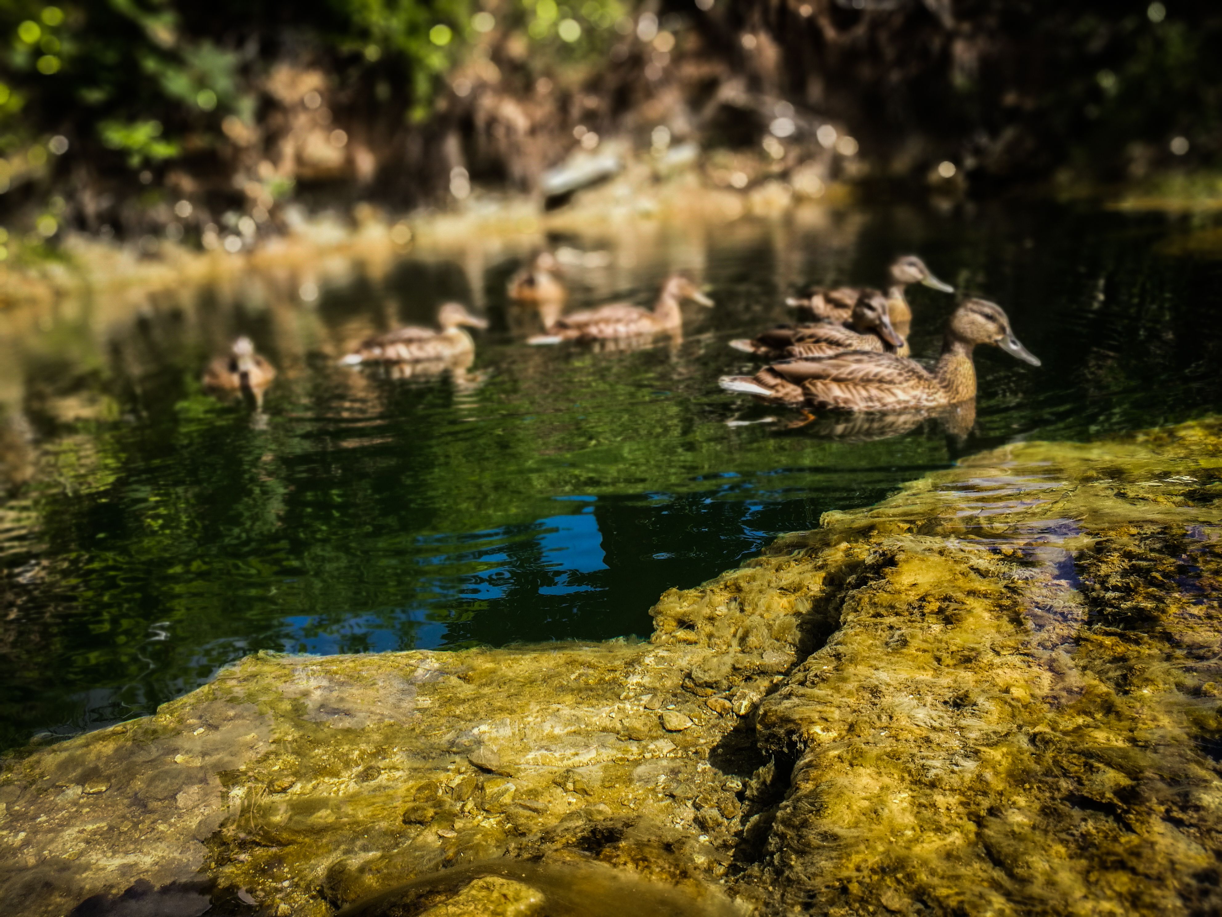 ducks-in-green-stream-zalsvasis-saltinis.jpg