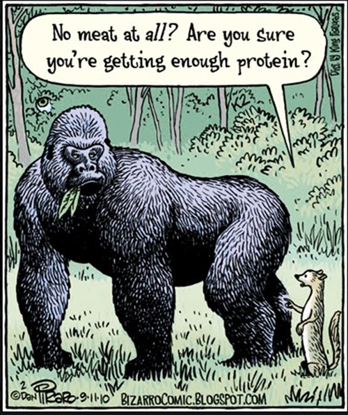 gorilla-image-from-peta.png