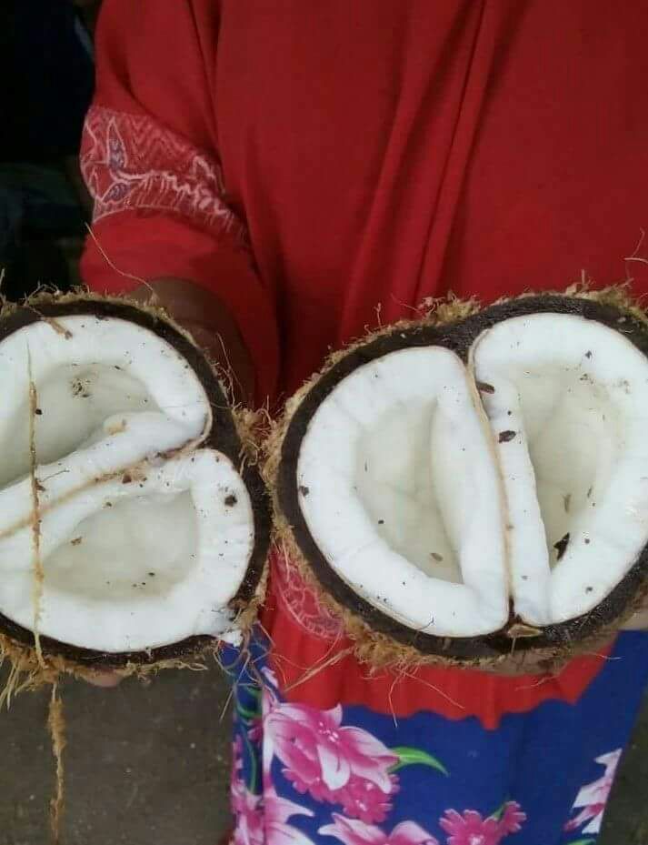 kelapa terbelah dua.jpeg