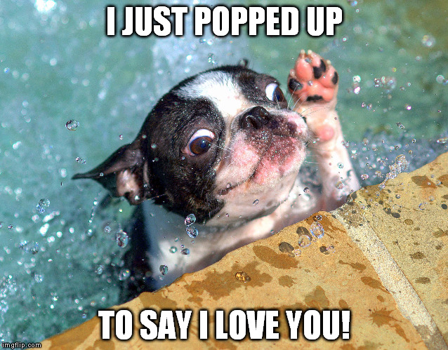 Lily-the-Swim-Pup-Love-You.jpg