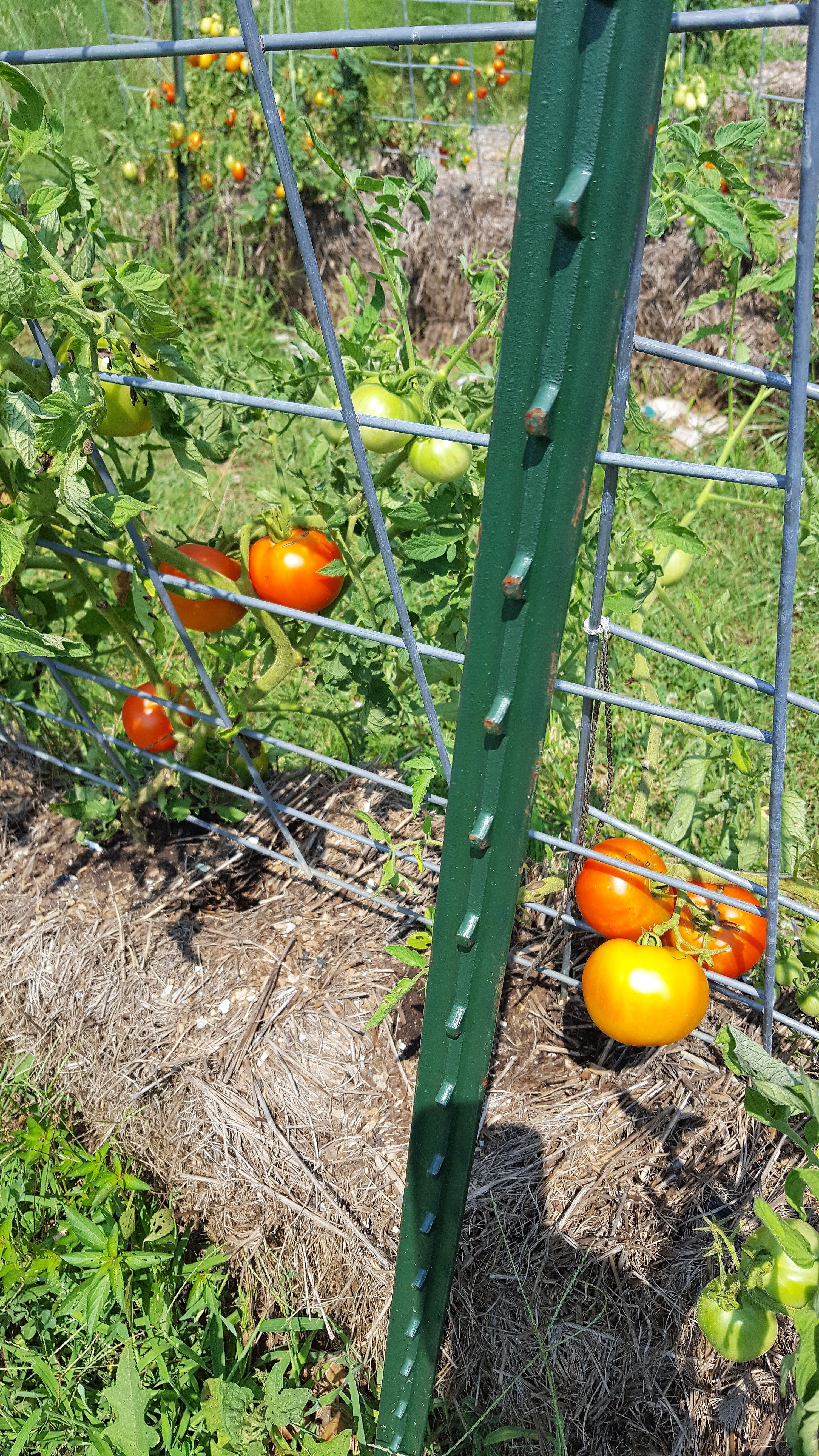 Serenity Valley Farms Tomatoes.jpg