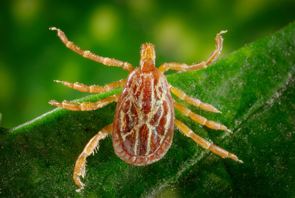 16964-a-male-amblyomma-tick-on-a-blade-of-grass-pv.jpg