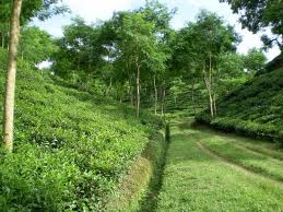 tea garden_sylhet_beautiful Bangladesh.jpg
