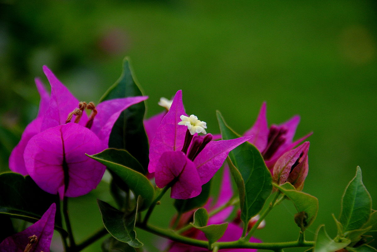 1200px-Bougainvillea_Flower.jpg