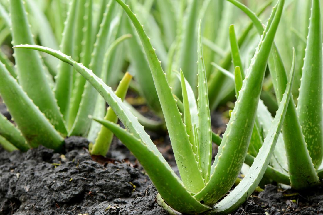 Amazing Benefits Of Aloe Vera For Hair Skin And Weight Loss Steemit