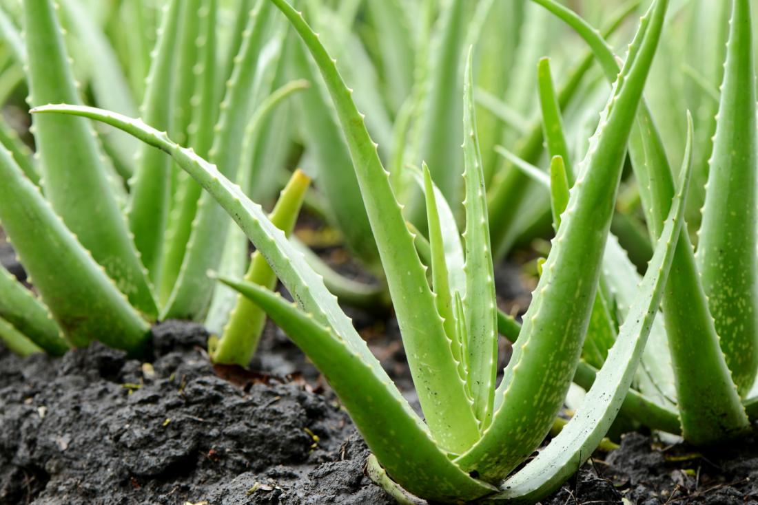 aloe-vera-plants.jpg