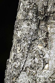 220px-2005-Draco-indochinensis.jpg