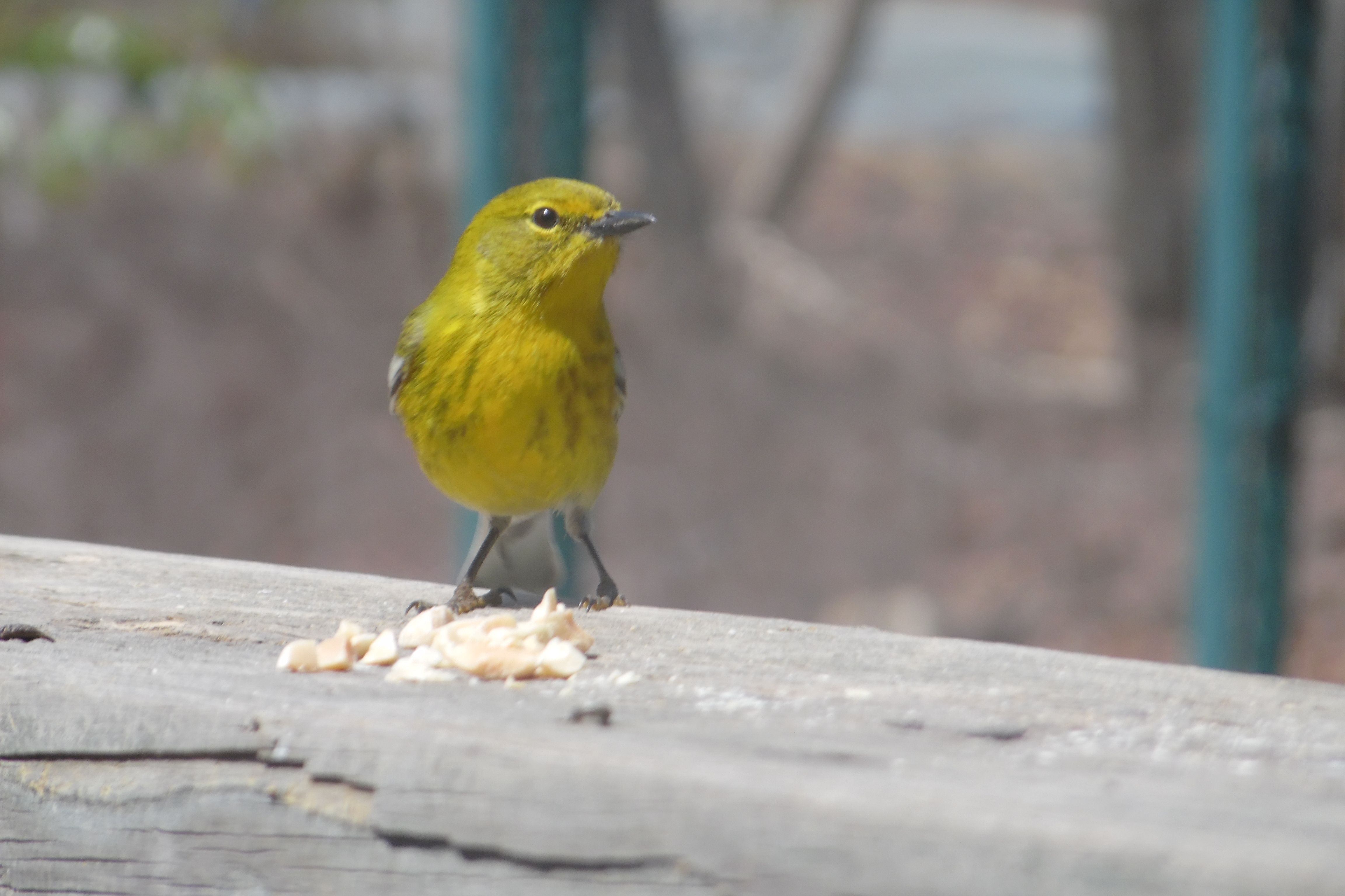 Pine Warbler-steemit.JPG