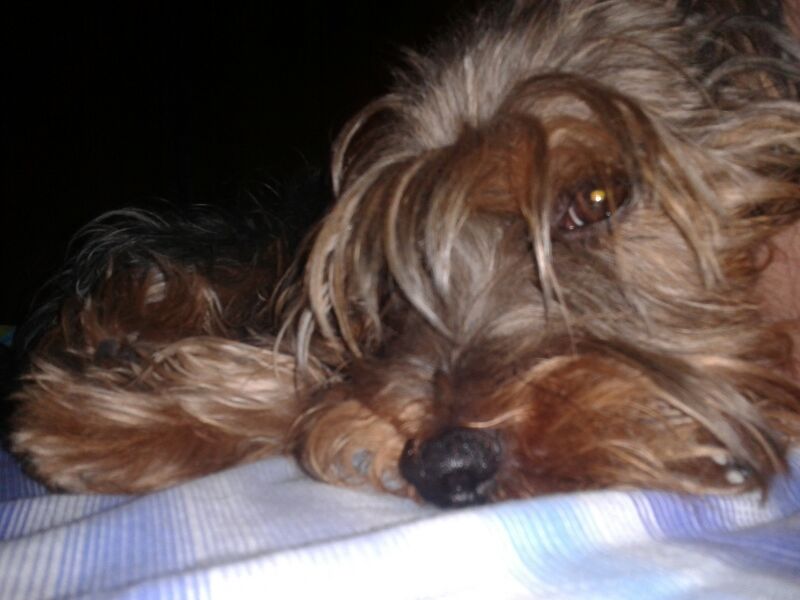 erybilly