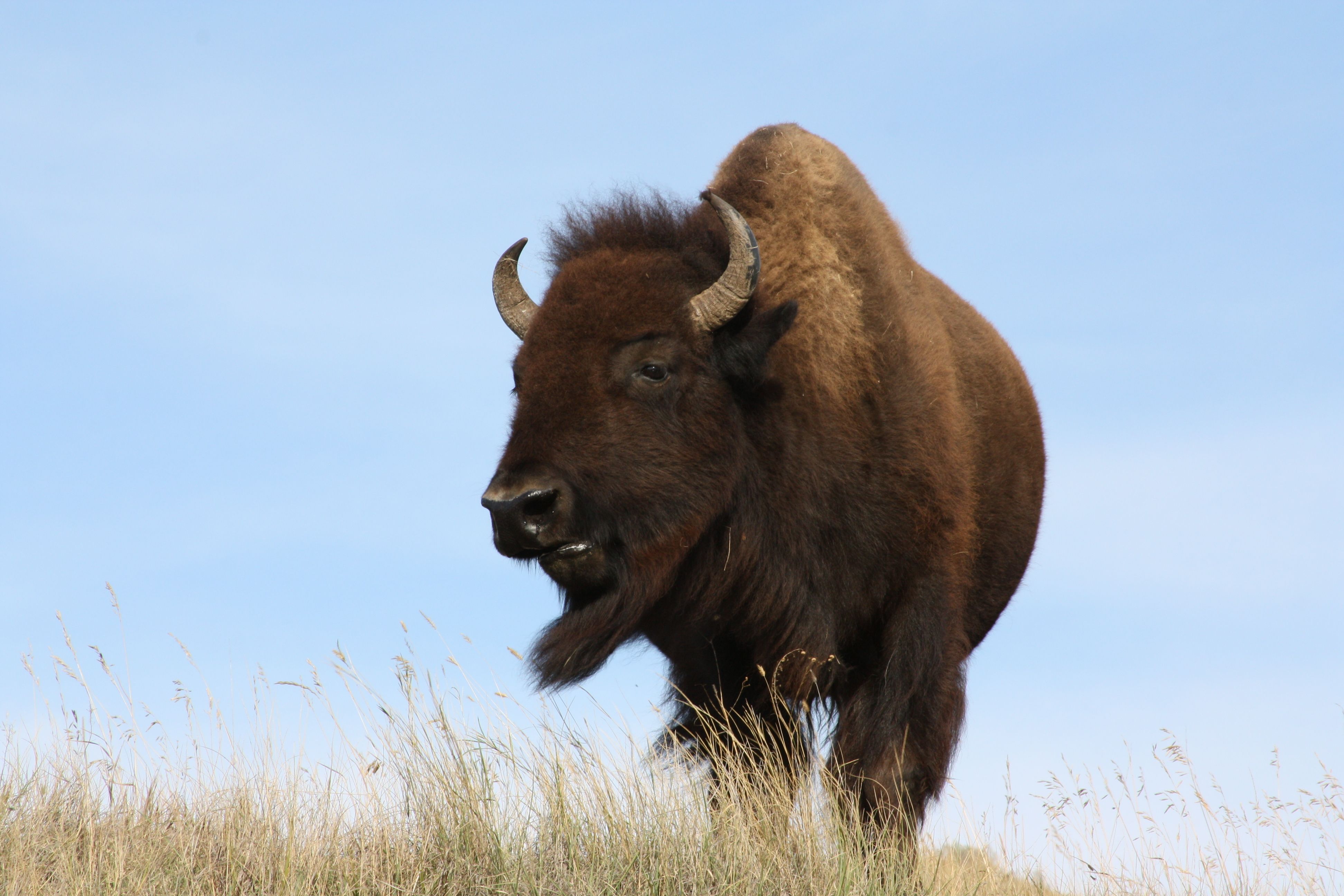 buffalo 2.jpg