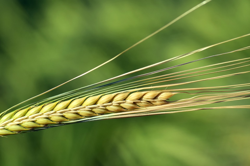 barley.jpg