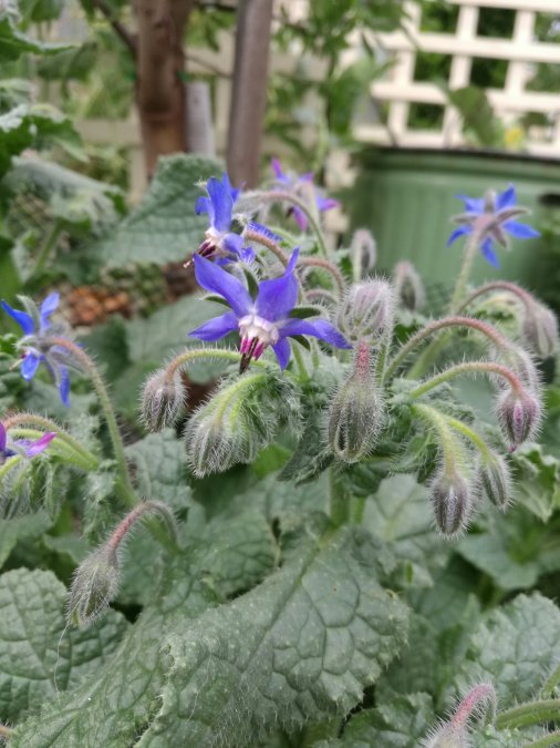 borage.jpg