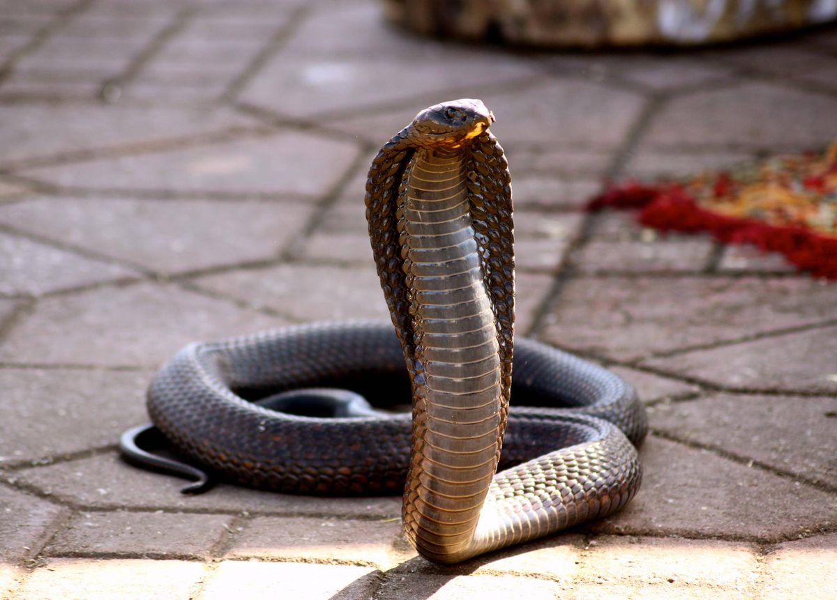 venomous snakes - Google Search  Cobra-real, Veneno de cobra, Cobras