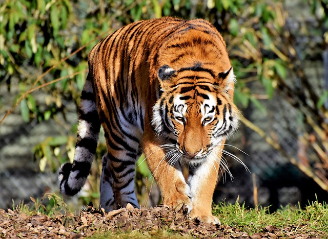 8 Amazing Bengal Tiger Facts