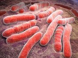 tuberculosis-bacteria.jpg