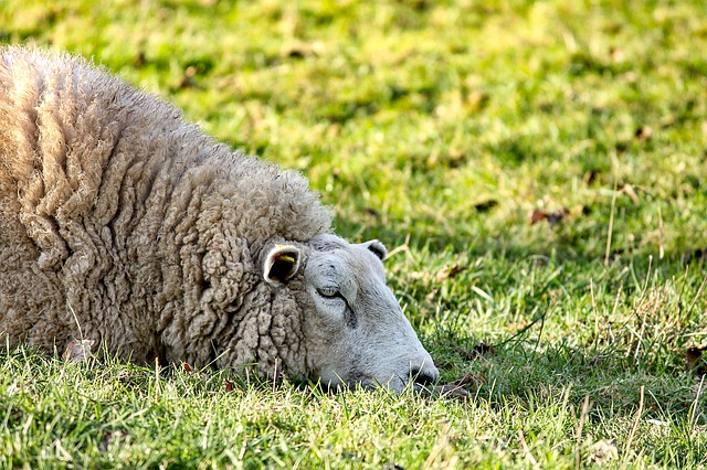 sheep-3119307_640.jpg