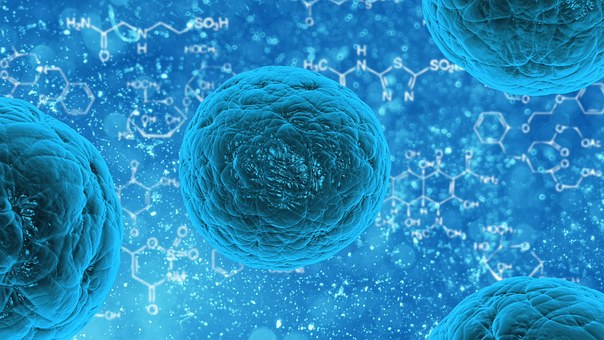 stem-cell-163711__340.jpg