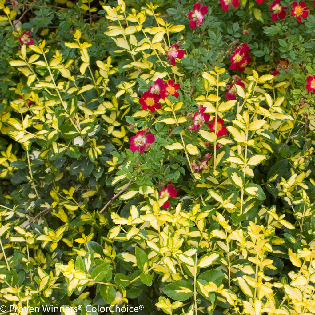 blondy_euonymus-4921.jpg