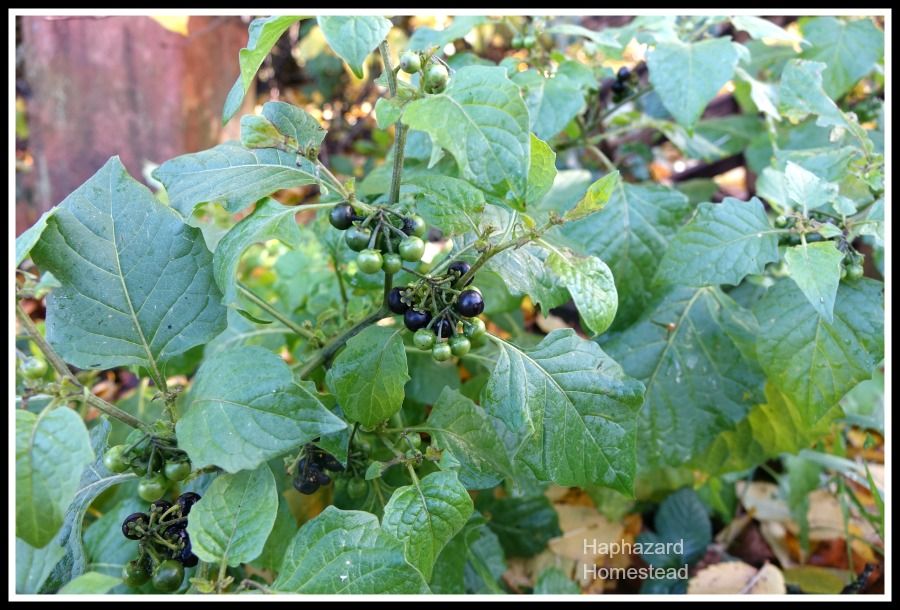 x black nightshade berries.jpg