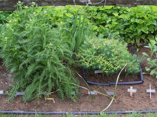 Second Fence Garden - Yarrow, blue flag iris, Cyprus spurge, blackeyed susans crop June 2006.jpg