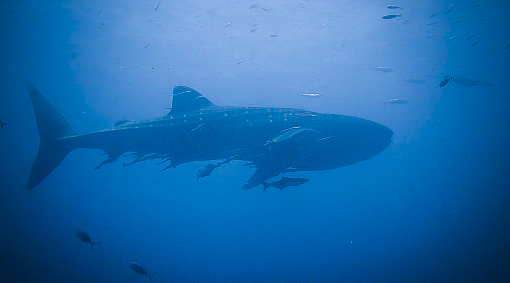 whale_shark.jpg
