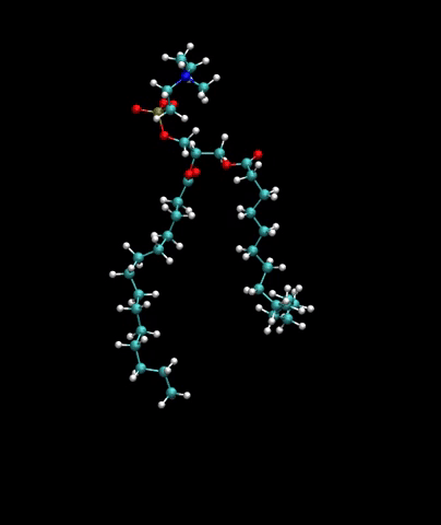 lipid.gif