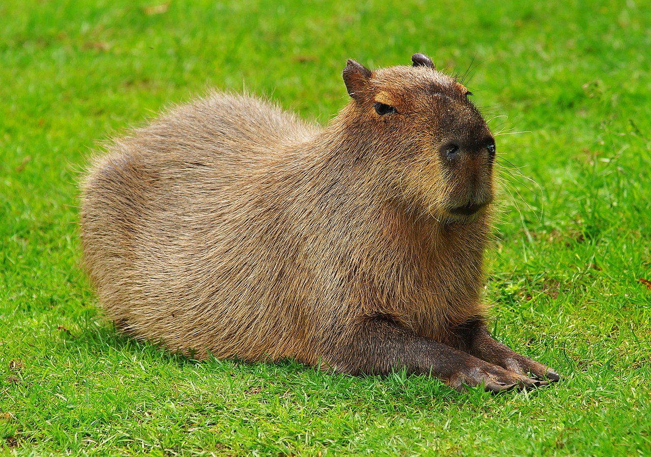 capybara-2333512_1280.jpg