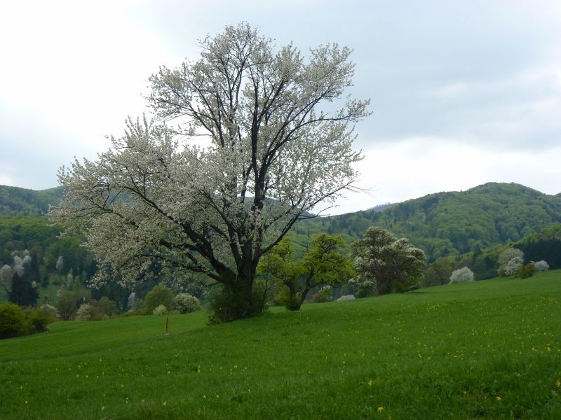 P1060984 (800x600).jpg