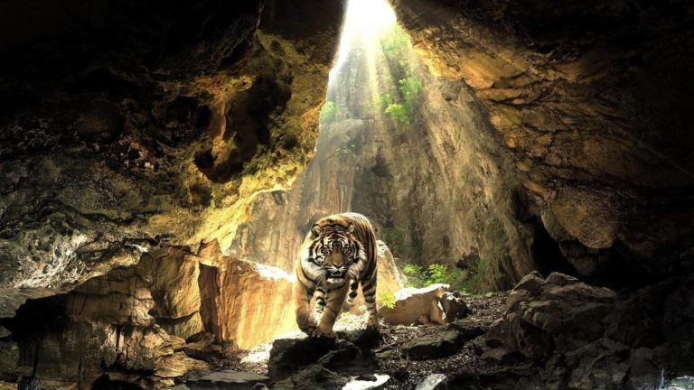 tTiger-Background-768x432.jpg