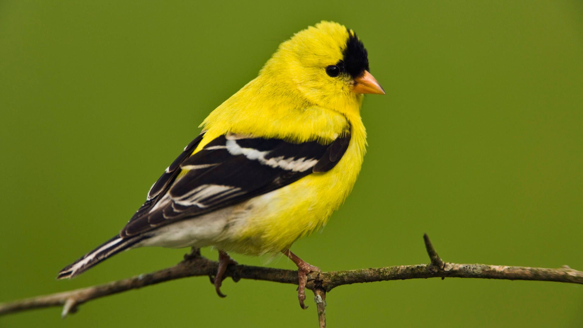 Colorful_Bird_Sparrow_Seating_On_Branch_Tree_Wallpaper.jpg