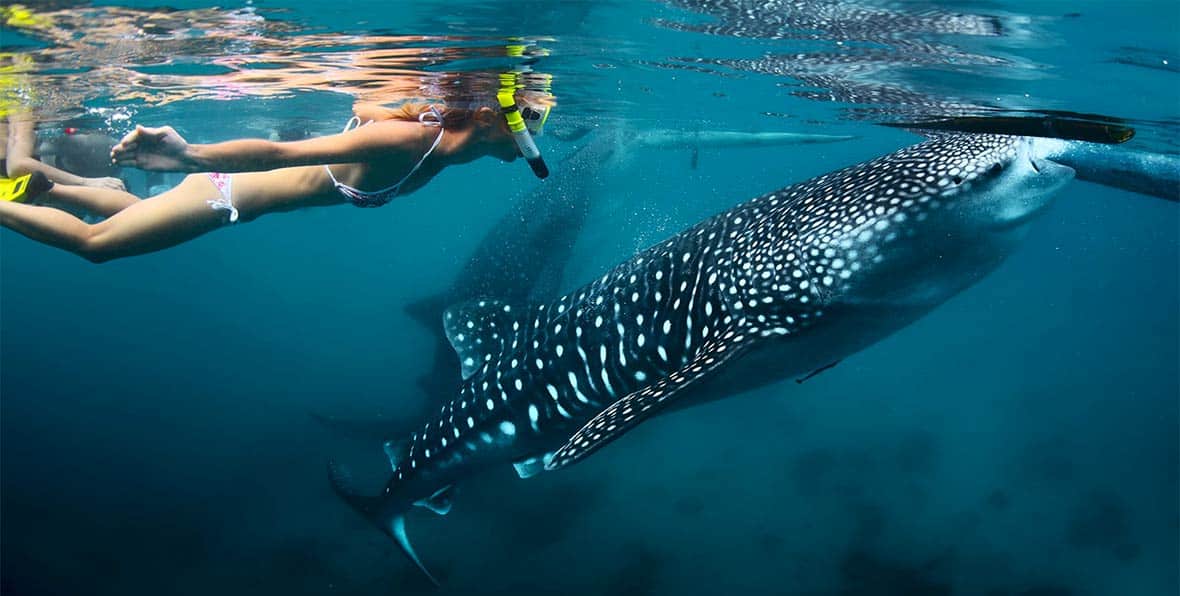tiburon-ballena-snorkeling.jpg