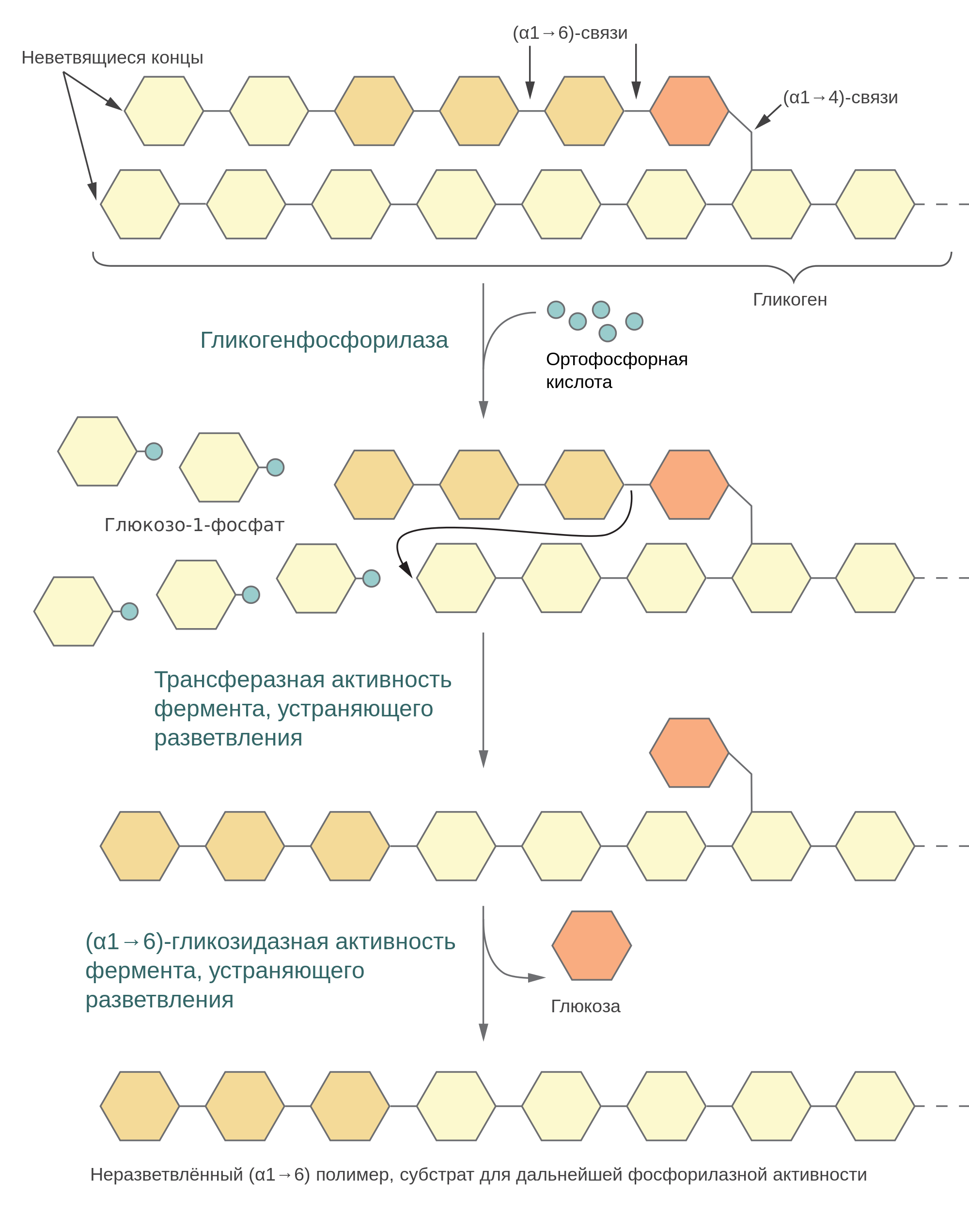 Glycogenolysis_-_ru.svg.png