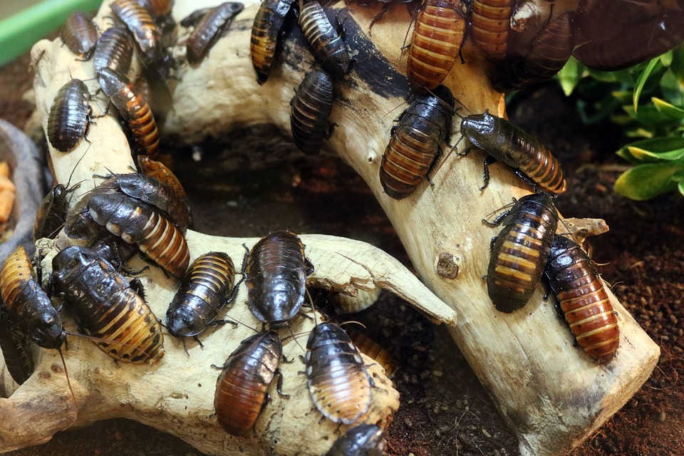 cockroaches-2804366_960_720.jpg