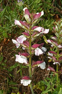 220px-Acanthaceae_-_Acanthus_mollis_(2).JPG